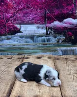 Leo, a male Pembroke Welsh Corgi for sale in Burlington, MI – 2 of 4