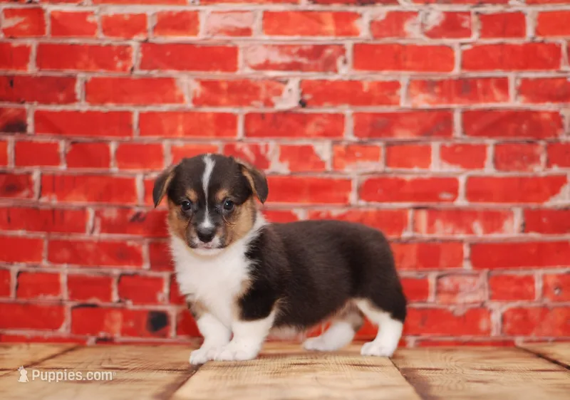 Loki – Pembroke Welsh Corgi puppy for sale in Burlington, MI