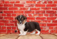 Loki, a male Pembroke Welsh Corgi for sale in Burlington, MI – 1 of 3