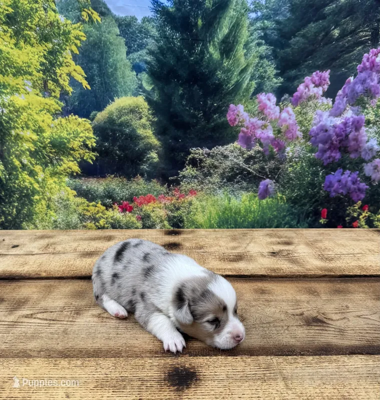 Orion – Pembroke Welsh Corgi puppy for sale in Burlington, MI