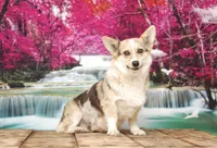 Zoey, a female Pembroke Welsh Corgi for sale in Burlington, MI – 5 of 5