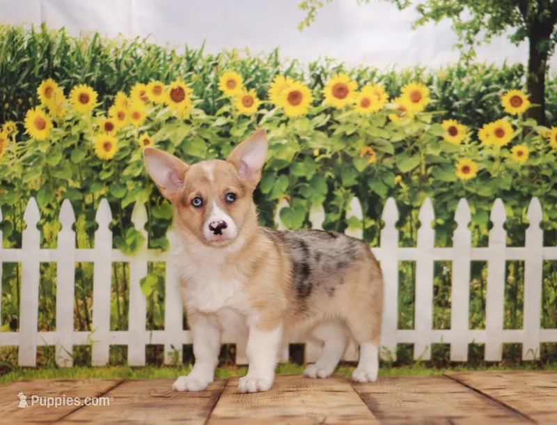 Bowie – Pembroke Welsh Corgi puppy for sale in Burlington, MI