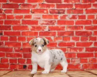 Dory, a female Pembroke Welsh Corgi for sale in Burlington, MI – 3 of 3