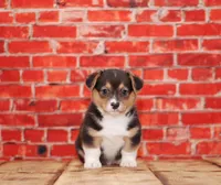 Bruno, a male Pembroke Welsh Corgi for sale in Burlington, MI – 2 of 3