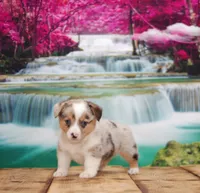 Orion, a male Pembroke Welsh Corgi for sale in Burlington, MI – 2 of 5