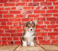 Simba, a male Pembroke Welsh Corgi for sale in Burlington, MI – 2 of 3