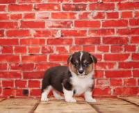 Loki, a male Pembroke Welsh Corgi for sale in Burlington, MI – 3 of 3
