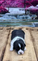 LuLu, a female Pembroke Welsh Corgi for sale in Burlington, MI – 3 of 4
