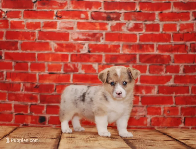 Bowie – Pembroke Welsh Corgi puppy for sale in Burlington, MI