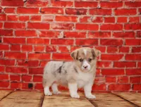 Bowie, a male Pembroke Welsh Corgi for sale in Burlington, MI – 1 of 3