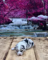 Zoey, a female Pembroke Welsh Corgi for sale in Burlington, MI – 3 of 5