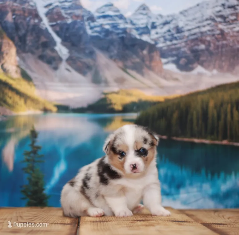 Zoey – Pembroke Welsh Corgi puppy for sale in Burlington, MI