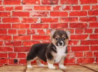 Maverick, a male Pembroke Welsh Corgi for sale in Burlington, MI – 3 of 3