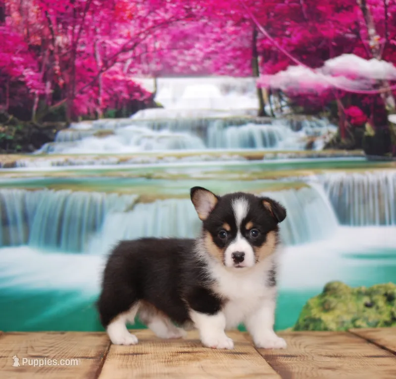 Finn – Pembroke Welsh Corgi puppy for sale in Burlington, MI
