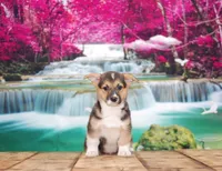 Thor, a male Pembroke Welsh Corgi for sale in Burlington, MI – 2 of 6