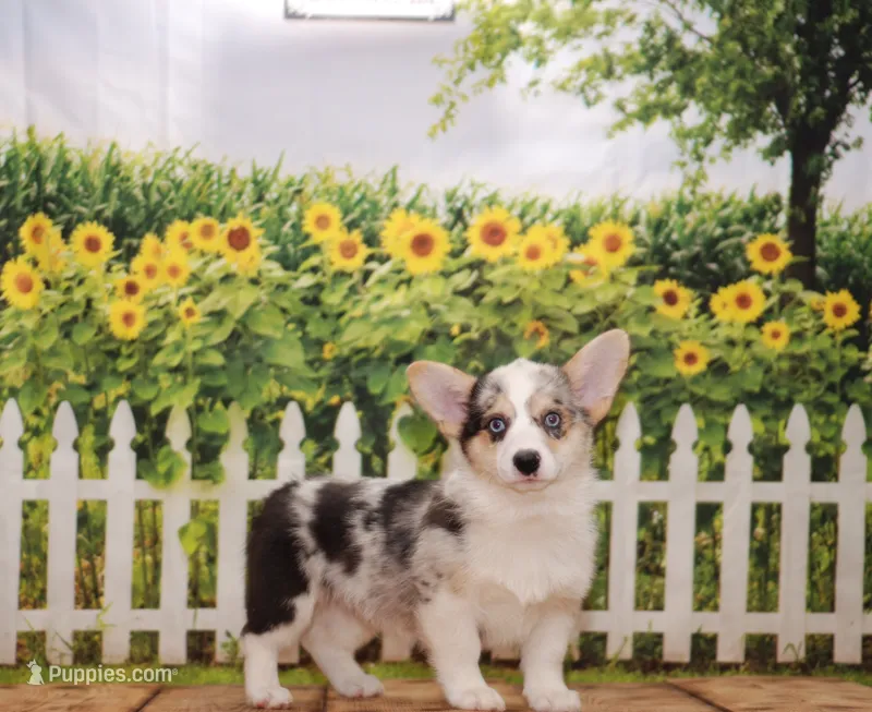 Tucker – Pembroke Welsh Corgi puppy for sale in Burlington, MI