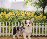 Tucker, a male Pembroke Welsh Corgi for sale in Burlington, MI – 1 of 3