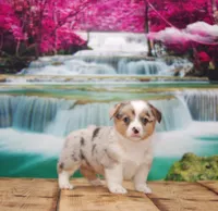 Orion, a male Pembroke Welsh Corgi for sale in Burlington, MI – 1 of 5