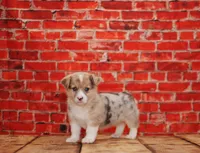 Bowie, a male Pembroke Welsh Corgi for sale in Burlington, MI – 3 of 3