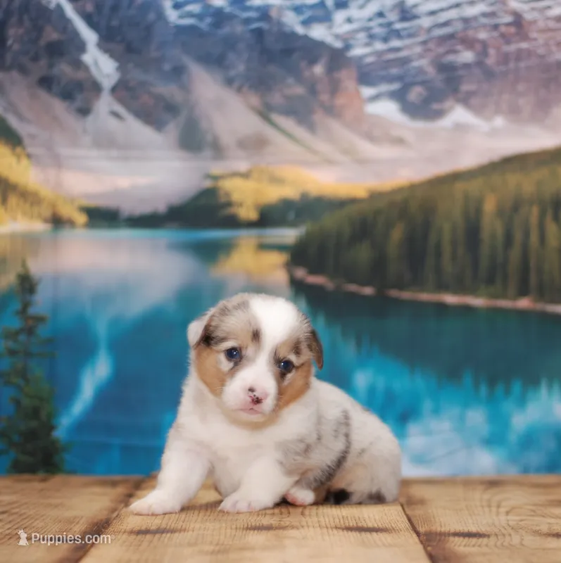 Orion – Pembroke Welsh Corgi puppy for sale in Burlington, MI