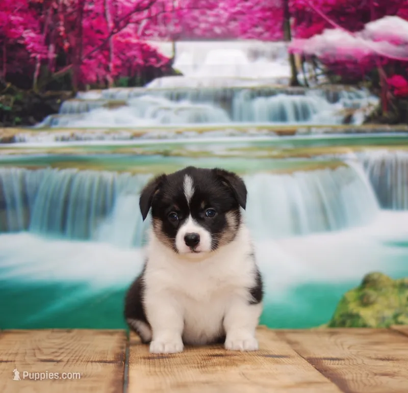 LuLu – Pembroke Welsh Corgi puppy for sale in Burlington, MI