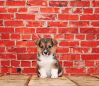 Katy, a female Pembroke Welsh Corgi for sale in Burlington, MI – 3 of 3