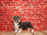 Thor, a male Pembroke Welsh Corgi for sale in Burlington, MI – 2 of 3