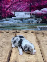 Zoey, a female Pembroke Welsh Corgi for sale in Burlington, MI – 1 of 5