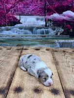 Orion, a male Pembroke Welsh Corgi for sale in Burlington, MI – 2 of 4