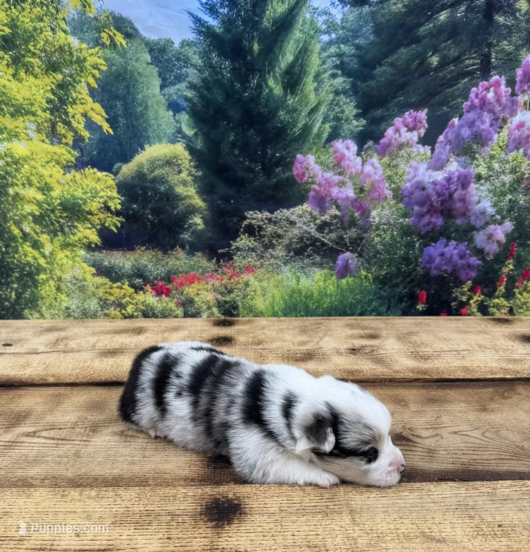 Tucker – Pembroke Welsh Corgi puppy for sale in Burlington, MI