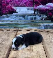 Atlas, a male Pembroke Welsh Corgi for sale in Burlington, MI – 1 of 4