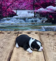 Atlas, a male Pembroke Welsh Corgi for sale in Burlington, MI – 2 of 4