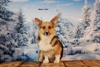 Bowie, a male Pembroke Welsh Corgi for sale in Burlington, MI – 6 of 6