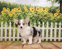 Tucker, a male Pembroke Welsh Corgi for sale in Burlington, MI – 2 of 3