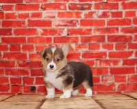 Simba, a male Pembroke Welsh Corgi for sale in Burlington, MI – 3 of 3