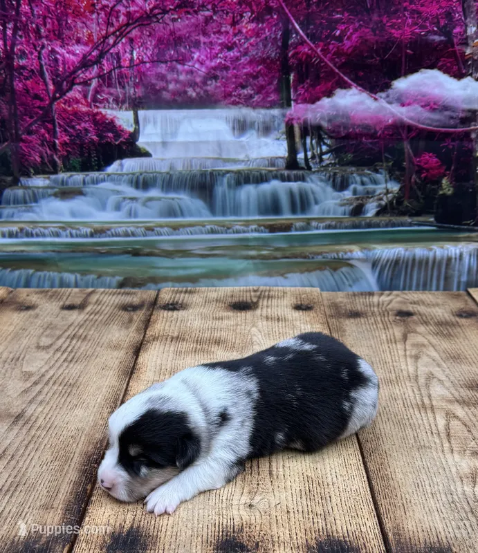 Leo – Pembroke Welsh Corgi puppy for sale in Burlington, MI