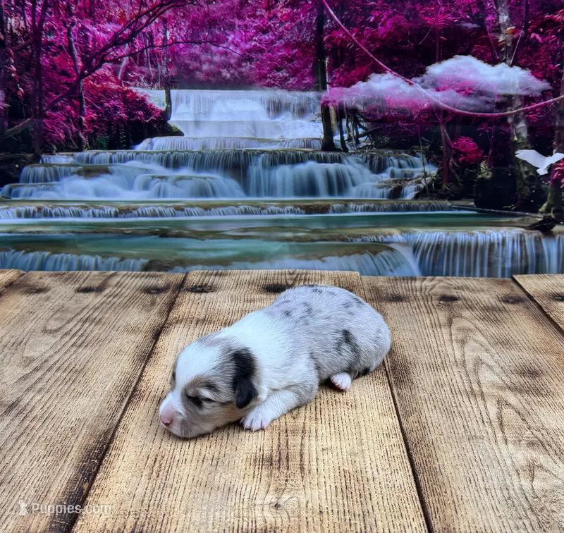 Orion – Pembroke Welsh Corgi puppy for sale in Burlington, MI