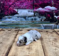 Orion, a male Pembroke Welsh Corgi for sale in Burlington, MI – 1 of 4