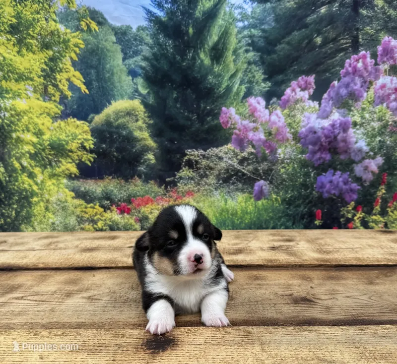 Finn – Pembroke Welsh Corgi puppy for sale in Burlington, MI