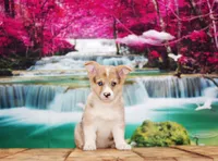 Bowie, a male Pembroke Welsh Corgi for sale in Burlington, MI – 2 of 6