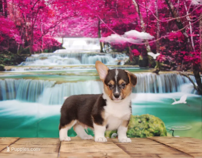 Loki – Pembroke Welsh Corgi puppy for sale in Burlington, MI