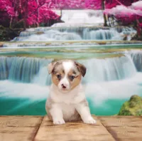 Orion, a male Pembroke Welsh Corgi for sale in Burlington, MI – 3 of 5