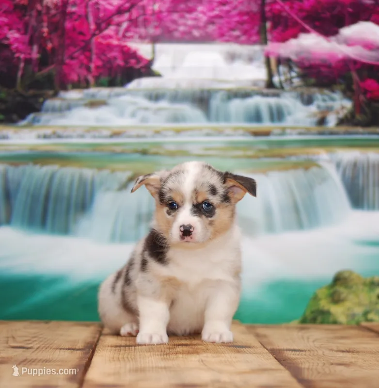 Zoey – Pembroke Welsh Corgi puppy for sale in Burlington, MI