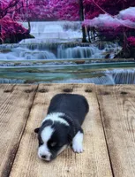 Atlas, a male Pembroke Welsh Corgi for sale in Burlington, MI – 3 of 4