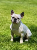 Steve-O, a male French Bulldog for sale in Canton, TX – 2 of 2