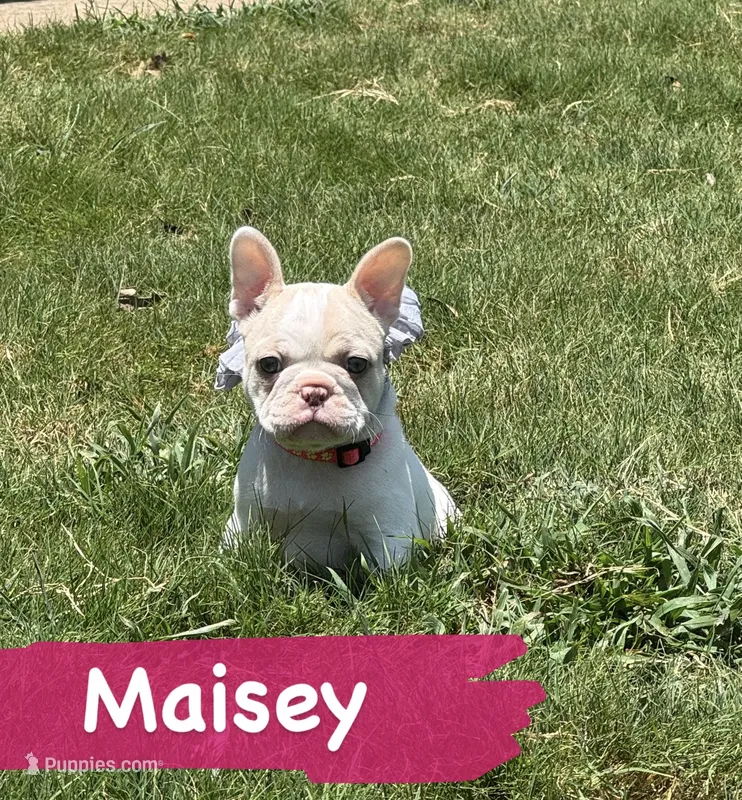 Maisey – French Bulldog puppy for sale in Canton, TX