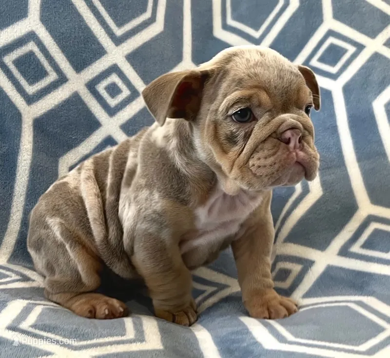 Gordita – English Bulldog puppy for sale in Canton, TX