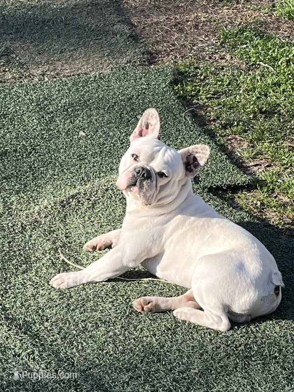 Steve-O – French Bulldog puppy for sale in Canton, TX
