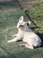 Steve-O, a male French Bulldog for sale in Canton, TX – 1 of 2