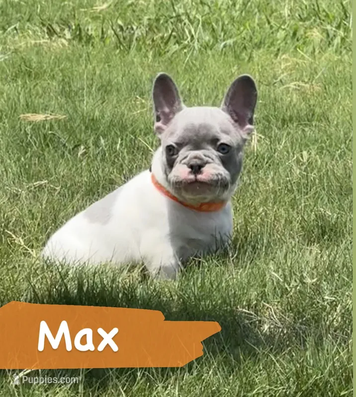Max – French Bulldog puppy for sale in Canton, TX